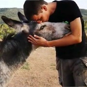 Donkey Cuddling