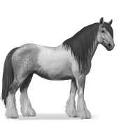 Dapple Grey Tobiano