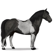 Black Tobiano