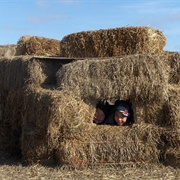 Building a Hay Fort