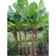 Banana Tree