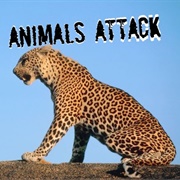 Animals Attack