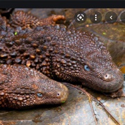 Borneo Earless Monitor