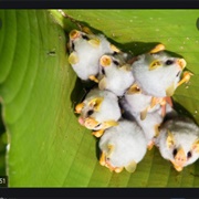 Honduran White Bat