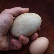 Goose Eggs