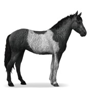 Black Tobiano