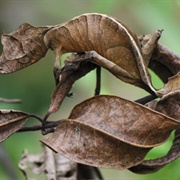 Leaf Tailed Gecko