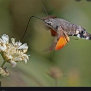 Hummingbird Hawk Moth