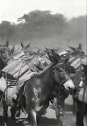 Pack Mules With Ammunition on the Santiago Trail, Cuba (1898)