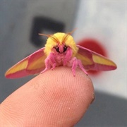 Rosy Maple Moth