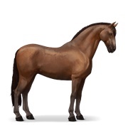 Canadian Horse