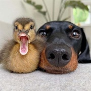 Duck &amp; Dog