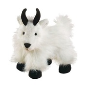 Mountain Goat