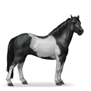 Black Tobiano