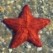 Sea Star