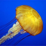 Jellyfish