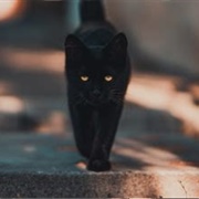 Coming Across a Black Cat