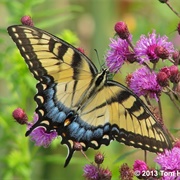 Eastern Tiger Swallowtail