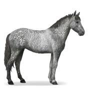 Dapple Grey Tobiano