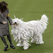 Westminster Dog Show