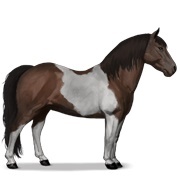 Dark Bay Tobiano