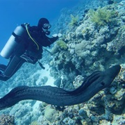 Eel