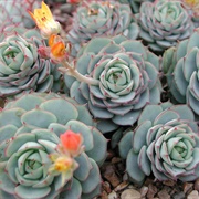 Echeveria