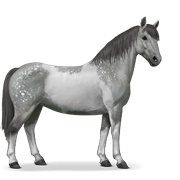 Dapple Grey Tobiano