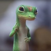 Geico Commericials