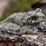 Gray Treefrog Cope&#39;s Gray Treefrog and Pickerel Frog