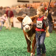 Live Stock Shows