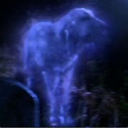 Ghost Dog