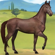 Liver Chestnut