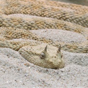 Horned Viper