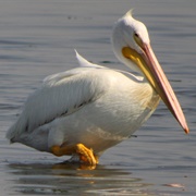 Pelican