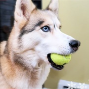 Throw Ball for Husky