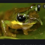 Spike Nosed Tree Frog