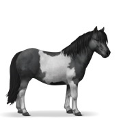 Black Tobiano