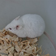 Albino Mouse