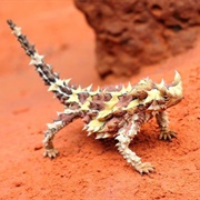 Thorny Devil