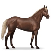 Flaxen Liver Chestnut