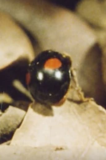 Ladybug, Ladybug, Winter Is Coming (1976)