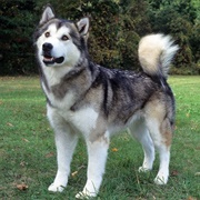 Alaskan Malamute