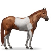 Chestnut Tobiano