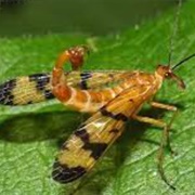 Scorpion Fly