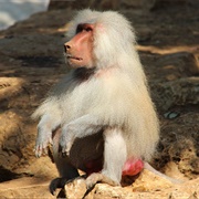 Baboon