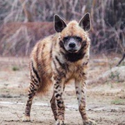 Hyena