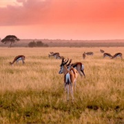 Central Kalahari Game Reserve, Botswana