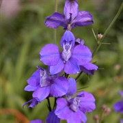 Larkspur