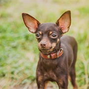 Russian Toy Terrier